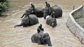 Lima mahout (pawang) menunggangi gajah Sumatera (Elephas maximus sumatranus) jinak di Pusat Informasi Konservasi Gajah (PIKG) Tebo, Muara Sekalo, Sumay, Jambi, Sabtu (6/8/2022). [ANTARA FOTO/Wahdi Septiawan/rwa]