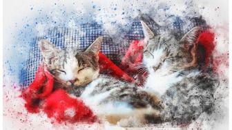Kekurangan dan Kelebihan Tidur Satu Ranjang dengan Kucing