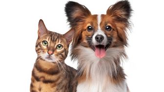 3 Kisah Persahabatan Anjing dan Kucing yang Mengharukan