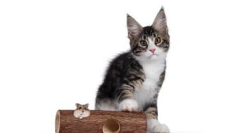Apakah Kucing dan Hamster Bisa Dipelihara Bersama?