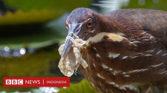 Burung Terbelit Sampah Plastik dan Masker Medis Bekas