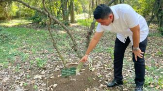 Heboh Dugaan Bibit Koka Ada di Kebun Raya Bogor, Polisi Beri Penjelasan Seperti Ini