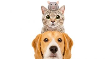 Kisah Persahabatan di Luar Nalar antara Tikus, Kucing, dan Anjing