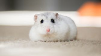 Enggak Cuma Gemas, Ini 5 Kelebihan Memelihara Hamster