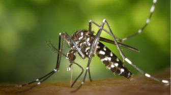Mengenal Metamorfosis Nyamuk: dari Telur hingga Menjadi Nyamuk Dewasa