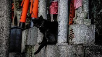 Mengapa Orang Jepang Terobsesi Pada Kucing? Ini Dia 3 Alasannya