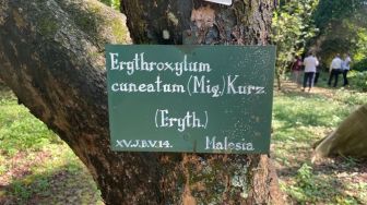 Biji Koka dari Indonesia Diselundupkan, Pohon Koka di Kebun Raya Bogor Perlu Diteliti