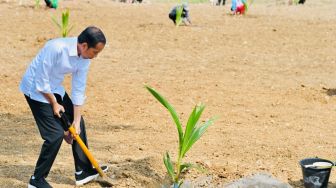 Apa itu Kelapa Genjah yang Ditanam Presiden Jokowi? Kenali Manfaat dan Jenisnya