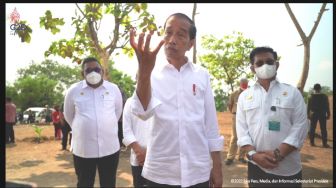 Manfaatkan Lahan Tidak Produktif, Jokowi Targetkan Penanaman 1 Juta Kelapa Genjah