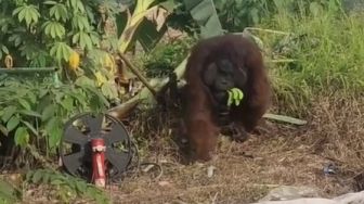 BKSDA Kaltim Selidiki Kemunculan Orang Utan di Jalan Raya Bengalon Kutim