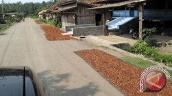 Kualitas Kakao Asal Lampung Timur Masih Rendah Berdampak pada Harga