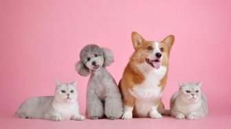 5 Tanaman yang Berbahaya untuk Kucing dan Anjing, Pet Parents Wajib Tahu!