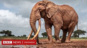 Hari Gajah Sedunia: Jumlah Si Gading Super yang Mirip Mamut Terus Berkurang