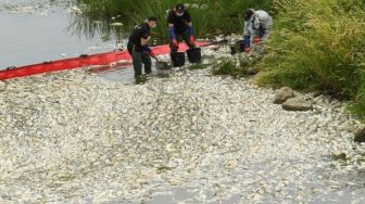 Sungai Oder Diduga Tercemar Limbah Beracun, Jerman dan Polandia Lakukan Penyelidikan