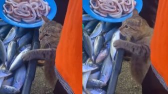 Ala-ala Mission Impossible, Kucing Ini Jadi Sorotan saat Ambil Ikan di Pasar