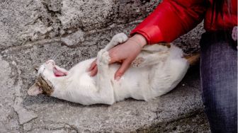 Ngeri, Sekeluarga Hobi Makan Kucing, Kepergok sampai Curi Peliharaan Tetangga Hampir Mau Disembelih