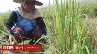 Penghargaan Swasembada Beras untuk Jokowi Mendapat Reaksi dari Petani