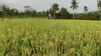 Kemarau Basah, Hasil Panen Padi di Banjarnegara Menyusut, Petani Alami Penurunan Pendapatan