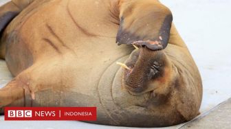 Walrus yang Jadi Atraksi di Oslo Disuntik Mati untuk Keselamatan Publik