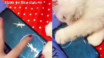 Ajari Kucing Main Game di HP, Warganet Takjub si Kucing Langsung Bisa