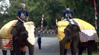 Gajah Sumatera sampai Trenggiling Ikut Berbaris Memeriahkan Upacara HUT RI