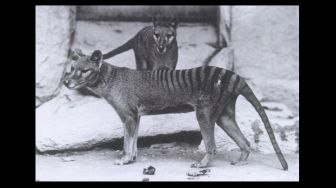 Ilmuwan Akan Hidupkan Kembali Harimau Tasmania yang Punah Sejak 1936