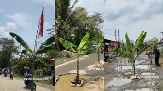 Viral Video Warga Tanam Pohon Pisang di Tengah Jalan Rusak yang Tak Kunjung Diperbaiki