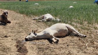 Foto menunjukkan sekawanan sapi yang mati akibat racun di sebuah peternakan di Sommariva del Bosco, Turin, Italia, dirilis hari Kamis (18/8/2022). [Instituto Zooprofilattico Sperimentale del Piemonte Liguria e Valle d'Aosta / AFP]
