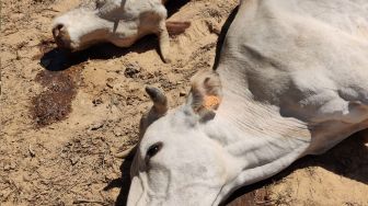 Foto menunjukkan sekawanan sapi yang mati akibat racun di sebuah peternakan di Sommariva del Bosco, Turin, Italia, dirilis hari Kamis (18/8/2022). [Instituto Zooprofilattico Sperimentale del Piemonte Liguria e Valle d'Aosta / AFP]
