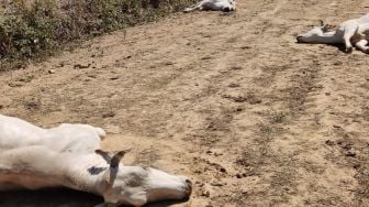 Foto menunjukkan sekawanan sapi yang mati akibat racun di sebuah peternakan di Sommariva del Bosco, Turin, Italia, dirilis hari Kamis (18/8/2022). [Instituto Zooprofilattico Sperimentale del Piemonte Liguria e Valle d&#039;Aosta / AFP]
