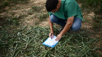 Petugas kesehatan mengumpulkan sampel tanaman sorgum untuk uji laboratorium di sebuah peternakan di Sommariva del Bosco, Turin, Italia, Selasa (16/8/2022). [MARCO BERTORELLO / AFP]