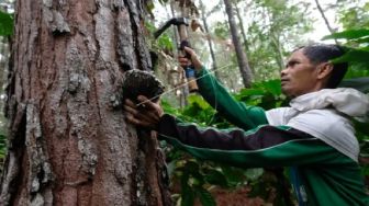 Pj Gubernur Diminta Cabut Ingub Soal Larangan Penjualan Getah Pinus ke Luar Aceh