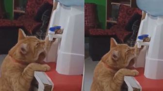 Mandiri Banget, Kucing Ini Bisa Minum Sendiri dari Dispenser Majikannya