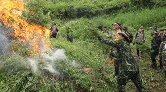 4 Hektare Ladang Ganja Ditemukan di Madina, 8 Ribu Batangnya Dibakar BNN