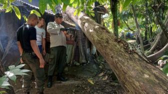 Pohon Durian Tumbang Timpa Rumah Warga di Padang, Begini Kondisinya