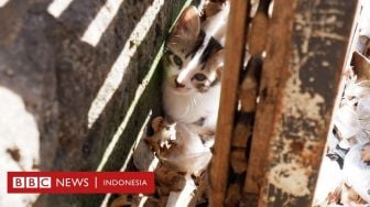 Kucing Liar Ditembak oleh TNI di Tengah Tingginya Populasi di Bandung