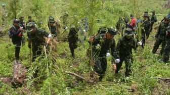 Petugas Badan Narkotika Nasional Provinsi (BNNP) Aceh bersama TNI dan Polri mencabut tanaman ganja saat pemusnahan dengan cara dibakar di kawasan pegunungan Seulawah, Kabupaten Aceh Besar, Aceh, Senin (22/8/2022). ANTARA FOTO/Ampelsa