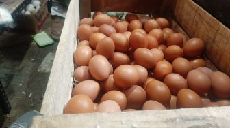 Harga Telur di Batam Naik Dari Rp40 Ribu Jadi Rp60 Ribu per Papan, Apa Sebab?