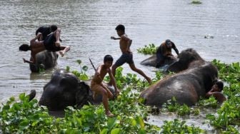 Habitat Gajah di Asia Menyusut 67.000 Kilometer Persegi