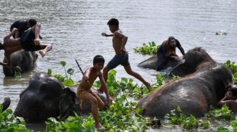 18 Tahun, Hutan Habitat Gajah di Asia Menyusut 13,4 Persen