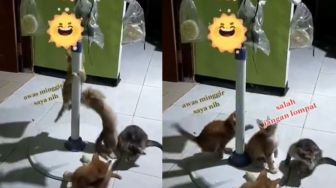 Kucing Lomba Panjat Pinang, Hadiahnya Kerupuk dan Uang