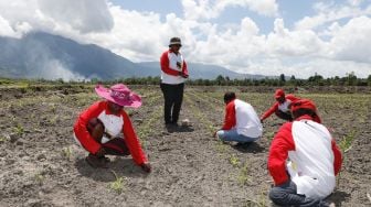 PMI Binaan BIN Fasilitasi Petani Papua Kelola Lahan Jagung 83,62 Ha