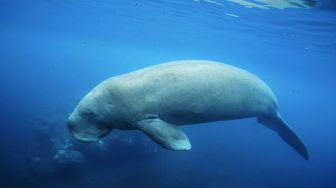 Hampir Punah, Satu Dugong Ditemukan Mati di Pinggiran Pantai Kabupaten Karimun