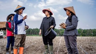 Puan Maharani Ikut Tanam Singkong Bareng Petani di Tulang Bawang
