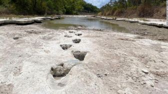 Ditemukan Jejak Kaki Dinosaurus dari Dasar Sungai yang Mengering