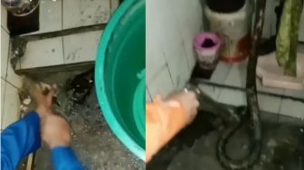 Bikin Merinding, Ular Sanca Berukuran Sedang Terjebak di Septic Tank Warga