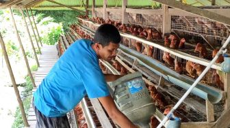 Belum Turun Harga Telur Ayam, Giliran Ayam Potong Harganya Turut Naik