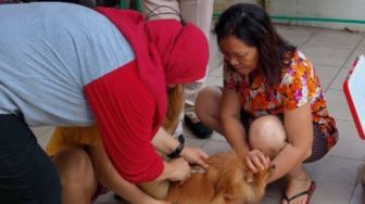 Cegah Rabies, DPKP Kabupaten Tangerang Vaksinasi Hewan Peliharaan