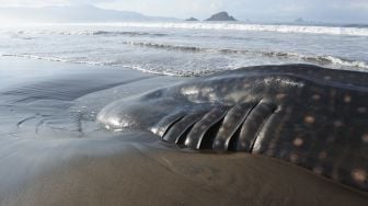 Hiu Paus atau Hiu Tutul (Rhincodon typus) mati terdampar di Pantai Dusun Bregoh, Desa Sumberejo, Ambulu, Jember, Jawa Timur, Senin (29/8/2022). ANTARA FOTO/Seno