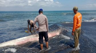 Dalam Dua Hari Terakhir, Dua Hiu Tutul Mati Terdampar di Pantai Selatan Jember